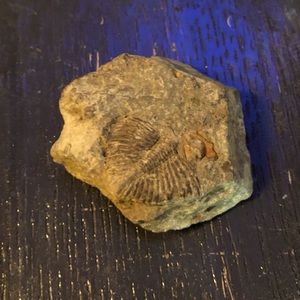 Trilobite Fossil